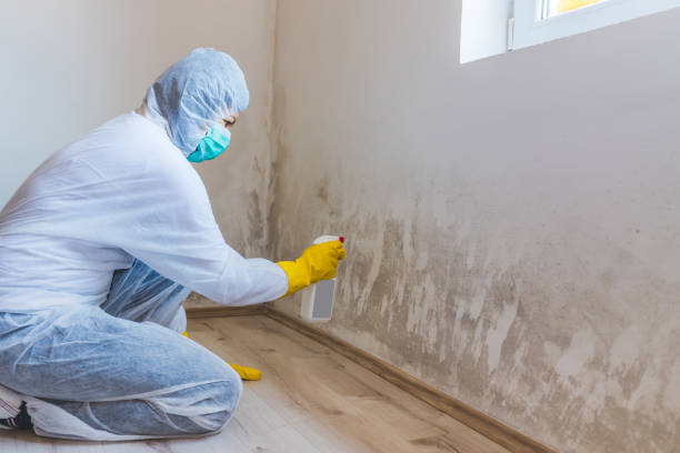 Mold Remediation specialist working in Bayport